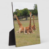 Drie Giraffe op Fossil Rim Fotoplaat (Zijkant)