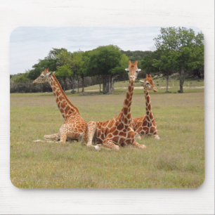 Drie Giraffe op Fossil Rim Muismat