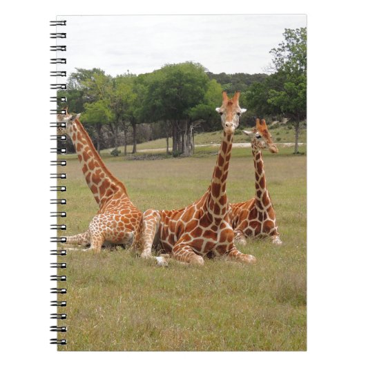 Drie Giraffe op Fossil Rim Notitieboek (Voorkant)