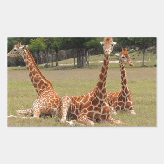 Drie Giraffe op Fossil Rim Rechthoekige Sticker (Voorkant)