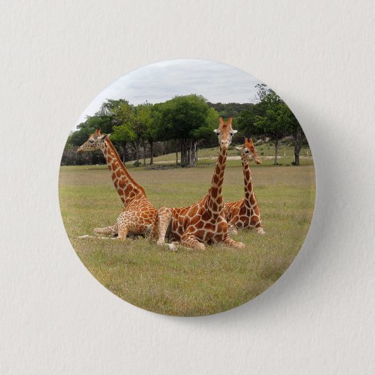 Drie Giraffe op Fossil Rim Ronde Button 5,7 Cm (Voorkant)