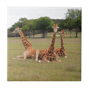 Drie Giraffe op Fossil Rim Tegeltje