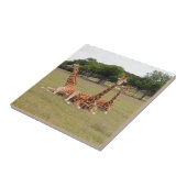 Drie Giraffe op Fossil Rim Tegeltje (Zijkant)