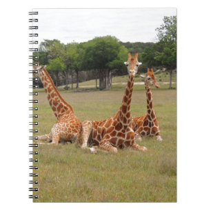 Drie giraffen bij Fossil Rim Notitieboek