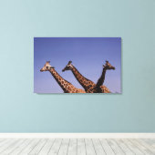 Drie giraffen canvas afdruk (Insitu (Houten vloer))