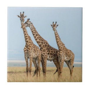 Drie giraffen die poseren tegeltje