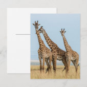 Drie giraffen poseren briefkaart (Voorkant / Achterkant)