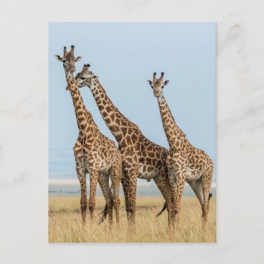 Drie giraffen poseren briefkaart (Voorkant)