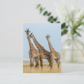 Drie giraffen poseren briefkaart (Staand voorkant)