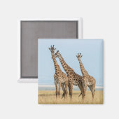 Drie giraffen poseren magneet (Voorkant / Achterkant)