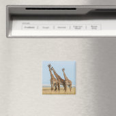 Drie giraffen poseren magneet (Insitu (Vaatwasser))