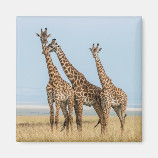 Drie giraffen poseren magneet (Voorkant)
