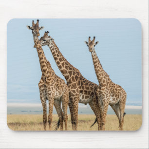 Drie giraffen poseren muismat