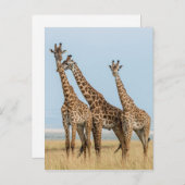 Drie Giraffes Briefkaart (Voorkant / Achterkant)