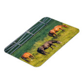 Drie grazende paarden magneet (Linkerzijde)