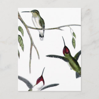 Drie Groene Hummingvogels Briefkaart