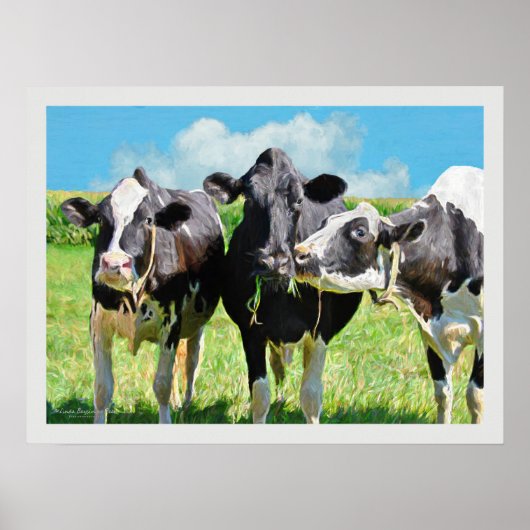 Drie Holstein Koeien Poster (Voorkant)