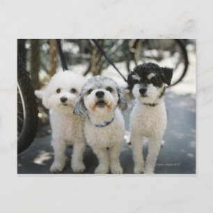 Drie honden briefkaart