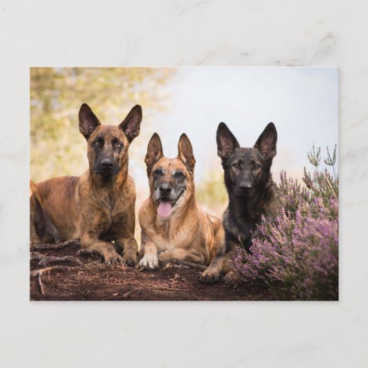 Drie honden briefkaart (Voorkant)