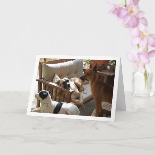 Drie Honden die Portret koelen Kaart (Orchidee)