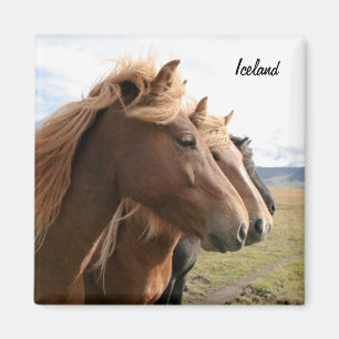 Drie IJslandse paarden in een rij Magnet Magneet