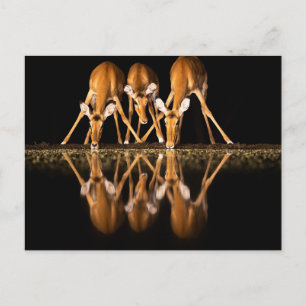 Drie impala's drink 's nachts samen briefkaart