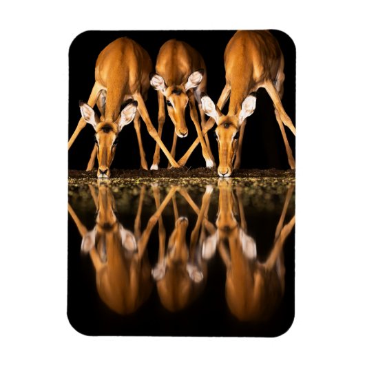 Drie impala's drink 's nachts samen magneet (Verticaal)