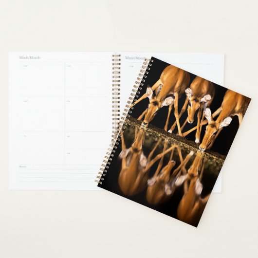 Drie impala's drink 's nachts samen planner (Display)