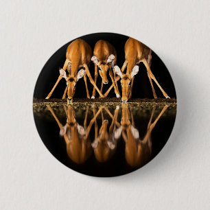Drie impala's drink 's nachts samen ronde button 5,7 cm
