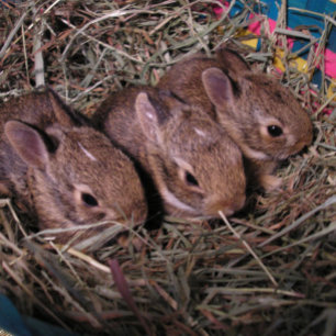"Drie in een Row"-feestdag Kaart