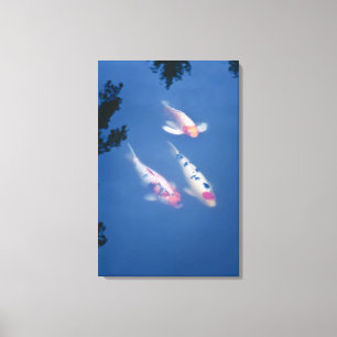 Drie Japanse koivissen in vijver Canvas Afdruk