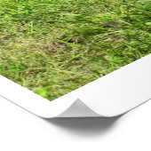 Drie Jersey koeien Poster (Hoek)