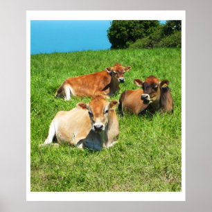 Drie Jersey koeien Poster