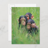 Drie jonge Chimpansees (Pan troglodytes) in Briefkaart (Voorkant / Achterkant)