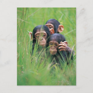 Drie jonge Chimpansees (Pan troglodytes) in Briefkaart