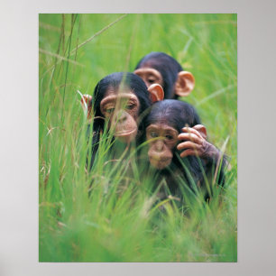 Drie jonge Chimpansees (Pan troglodytes) in Poster
