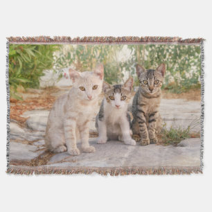 Drie jonge kat kittens zitten bevriend samen deken