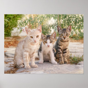 Drie jonge kat kittens zitten bevriend samen poster