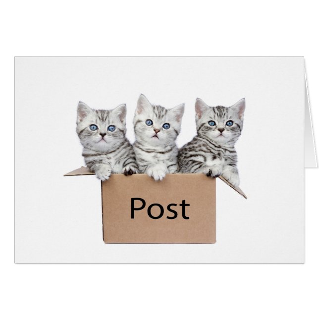 Drie jonge katten in kartonnen doos op wit (Voorkant Horizontaal)