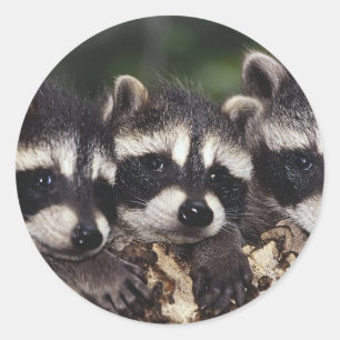 Drie jonge wasberen ronde sticker