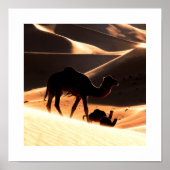 Drie kamelen die over zandduinen lopen poster (Voorkant)