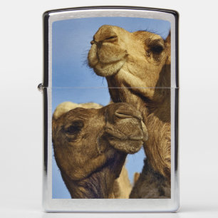 Drie kamelen, kameelmarkt, Caïro, Egypte