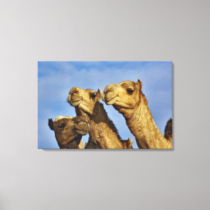 Drie kamelen, kameelmarkt, Caïro, Egypte Canvas Afdruk