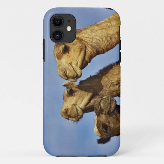 Drie kamelen, kameelmarkt, Caïro, Egypte Case-Mate iPhone Case (Achterkant)