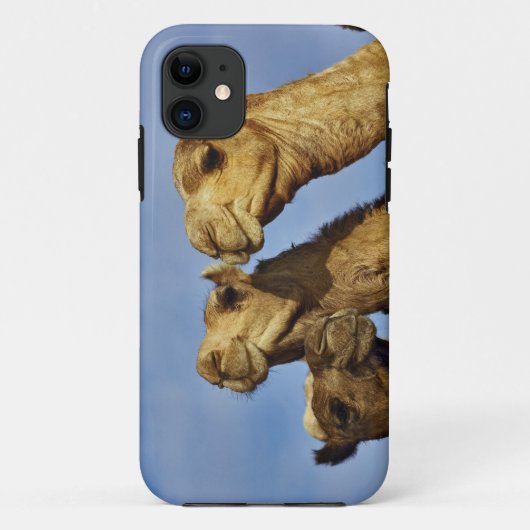 Drie kamelen, kameelmarkt, Caïro, Egypte Case-Mate iPhone Case (Achterkant)