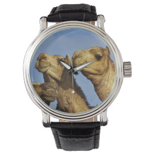 Drie kamelen, kameelmarkt, Caïro, Egypte Horloge