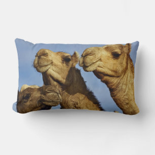 Drie kamelen, kameelmarkt, Caïro, Egypte Kussen