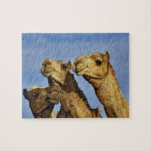 Drie kamelen, kameelmarkt, Caïro, Egypte Legpuzzel