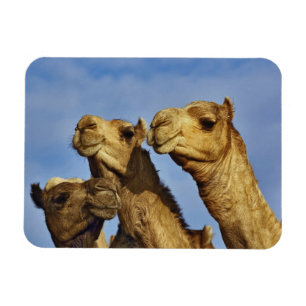 Drie kamelen, kameelmarkt, Caïro, Egypte Magneet