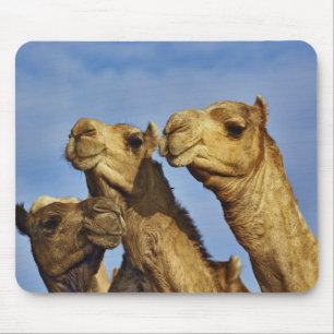 Drie kamelen, kameelmarkt, Caïro, Egypte Muismat